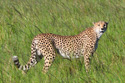 cheetah