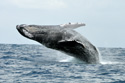 humpback