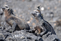 iguana