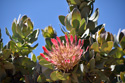 Protea