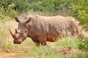 neushoorn